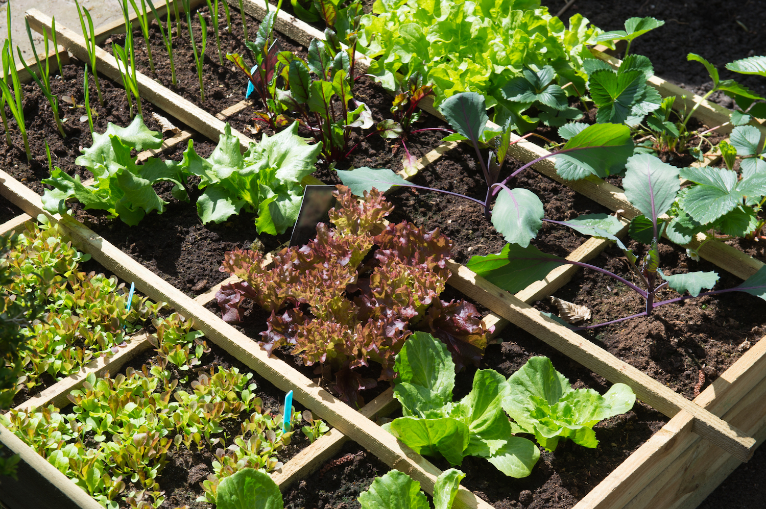 Urban gardening, czyli ogródkowy trend rośnie w siłę